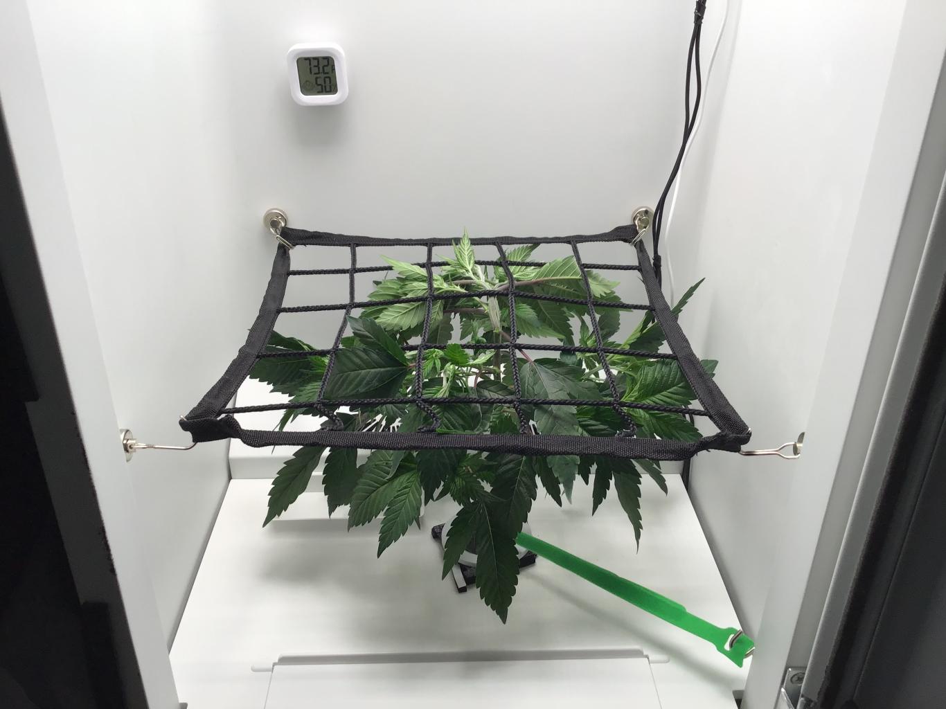 use SCROGGING method to train cannabis plants in Hey abby