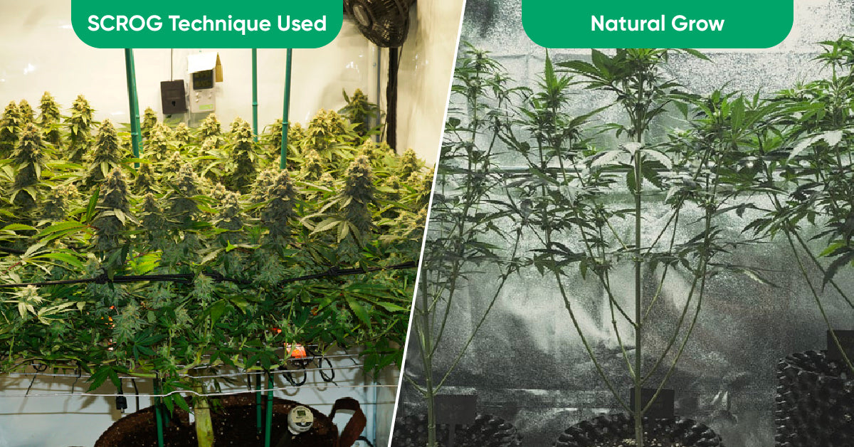 training cannabis plants with scrog method