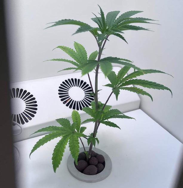 marijuana clones