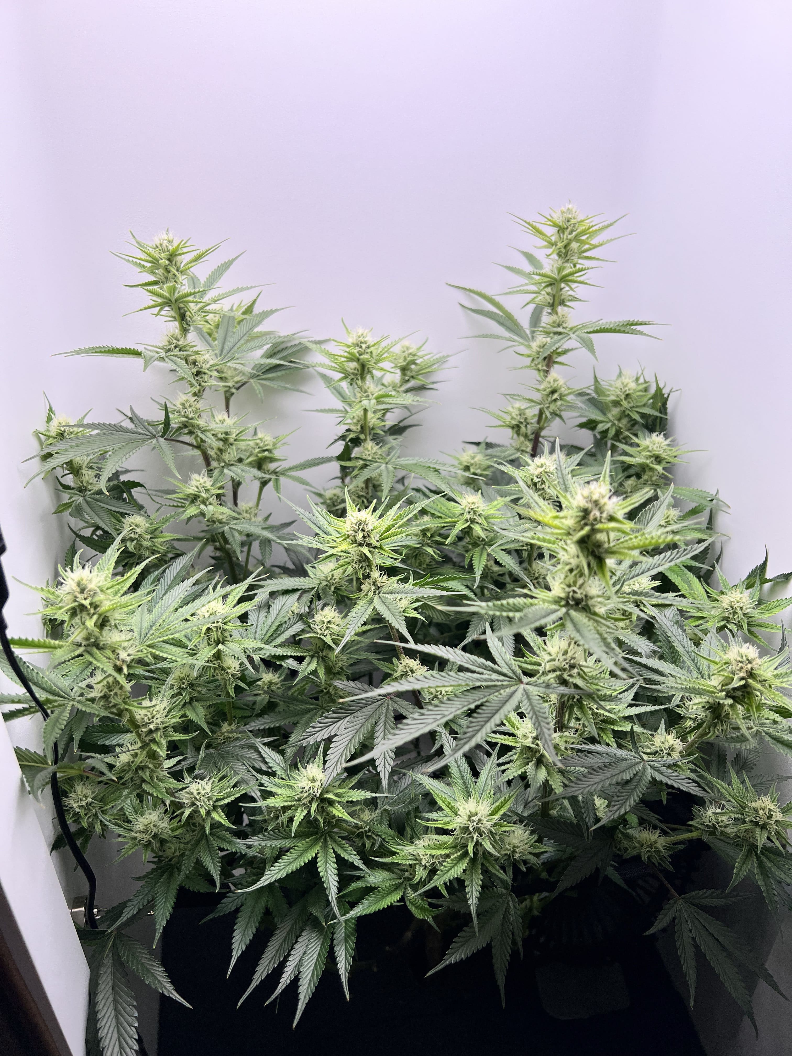 cannabis blooming in Hey abby Grow Box_Kilo_2