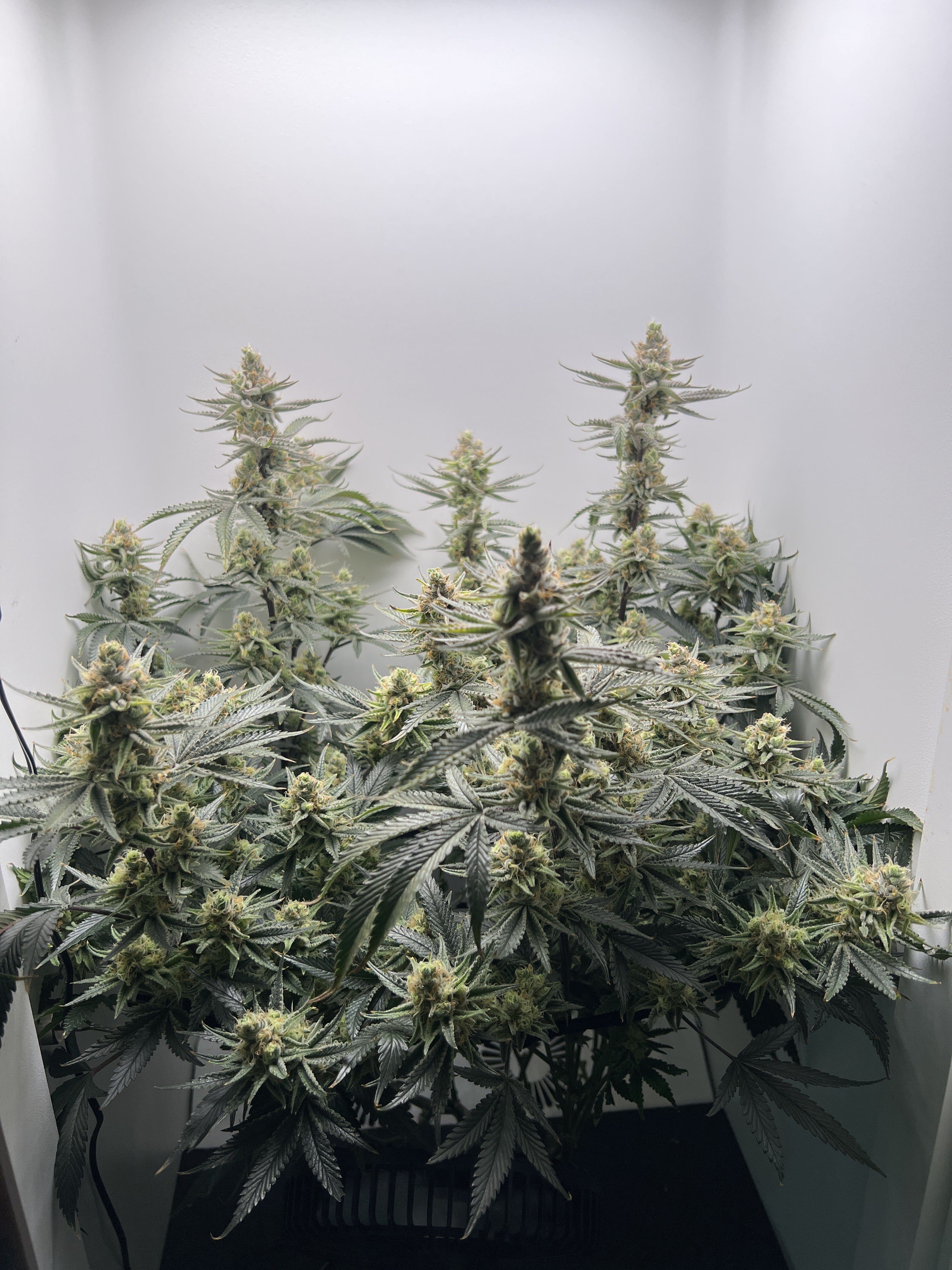 cannabis blooming in Hey abby Grow Box_Kilo_3