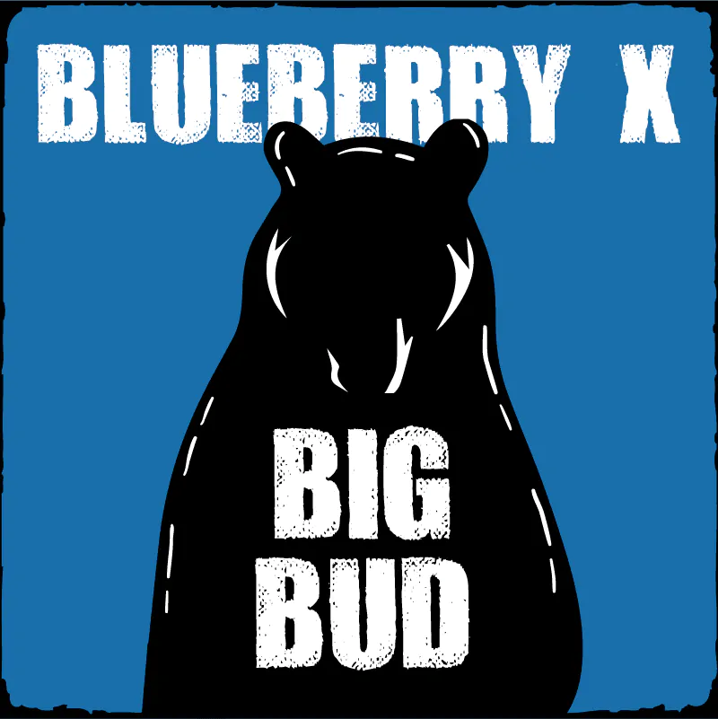 blueberry_x_big_bud autoflowering seed