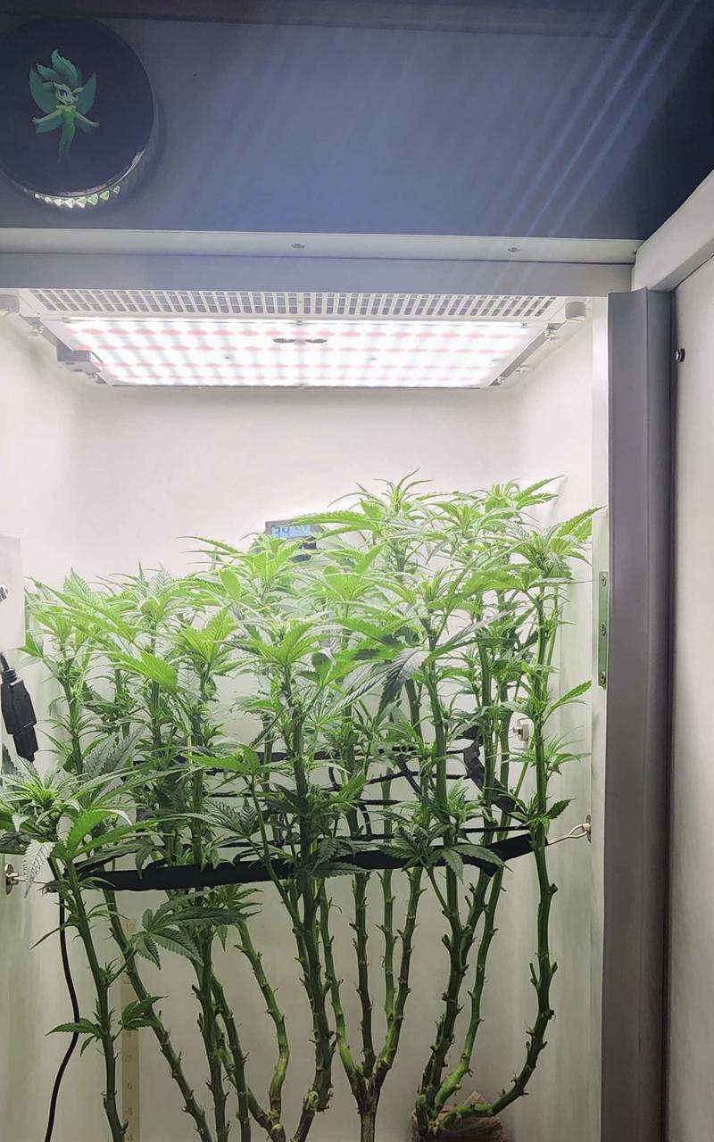 Hey abby full spectrum LED grow lights for cannabis