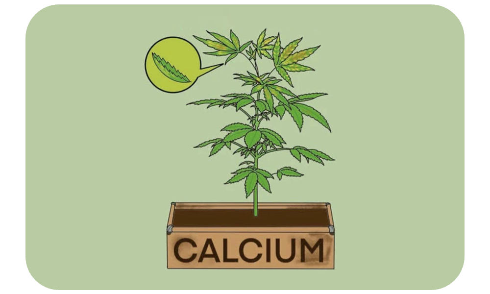 calcium deficiency on cannabis plants
