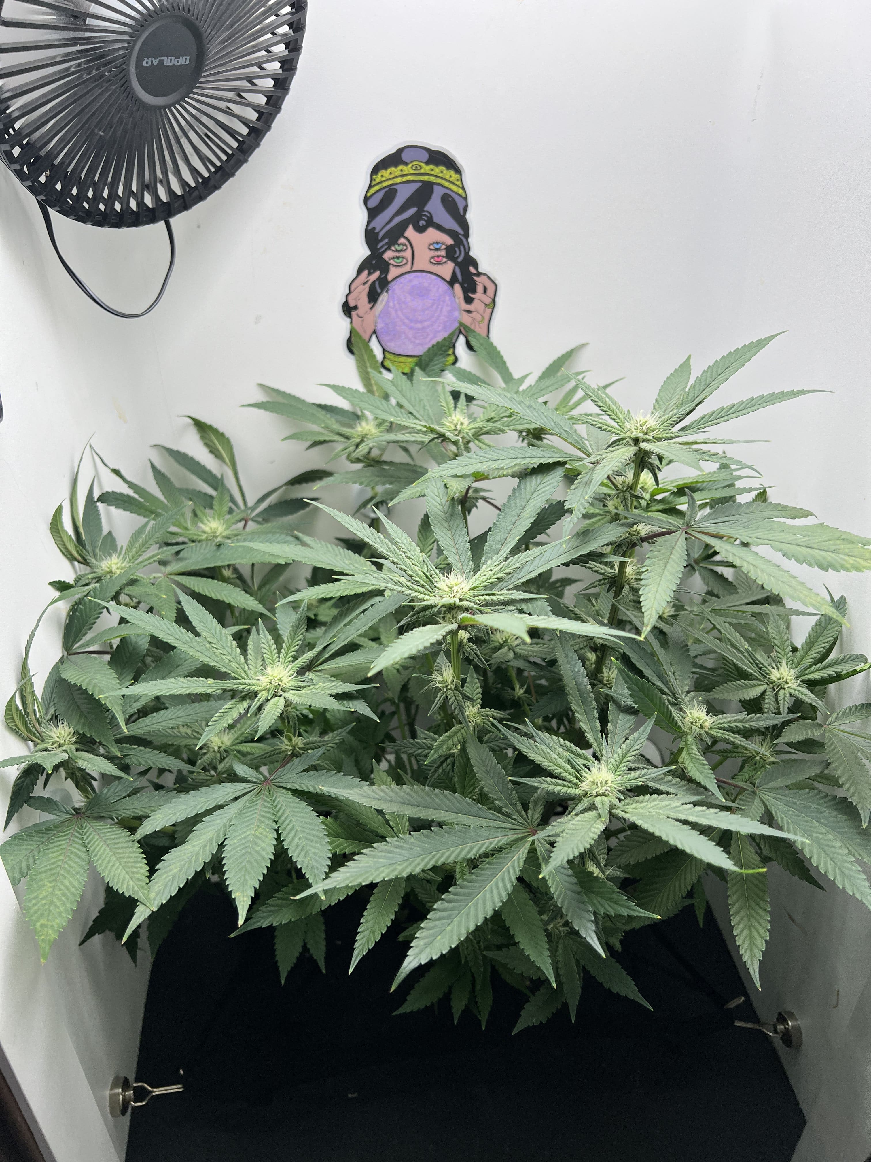 cannabis blooming in Hey abby Grow Box_Kilo_1