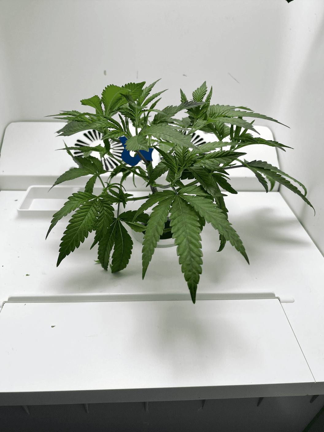 cannabis blooming in Hey abby Grow Box_Kilo_3