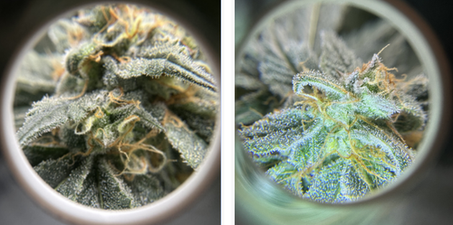 cannabis flower trichomes