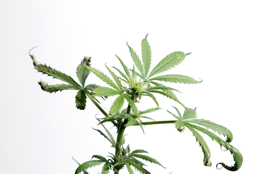cannabis leaf tips curling down