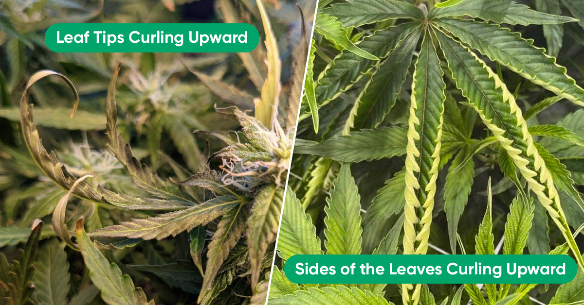 cannabis leave curling up or turning brown