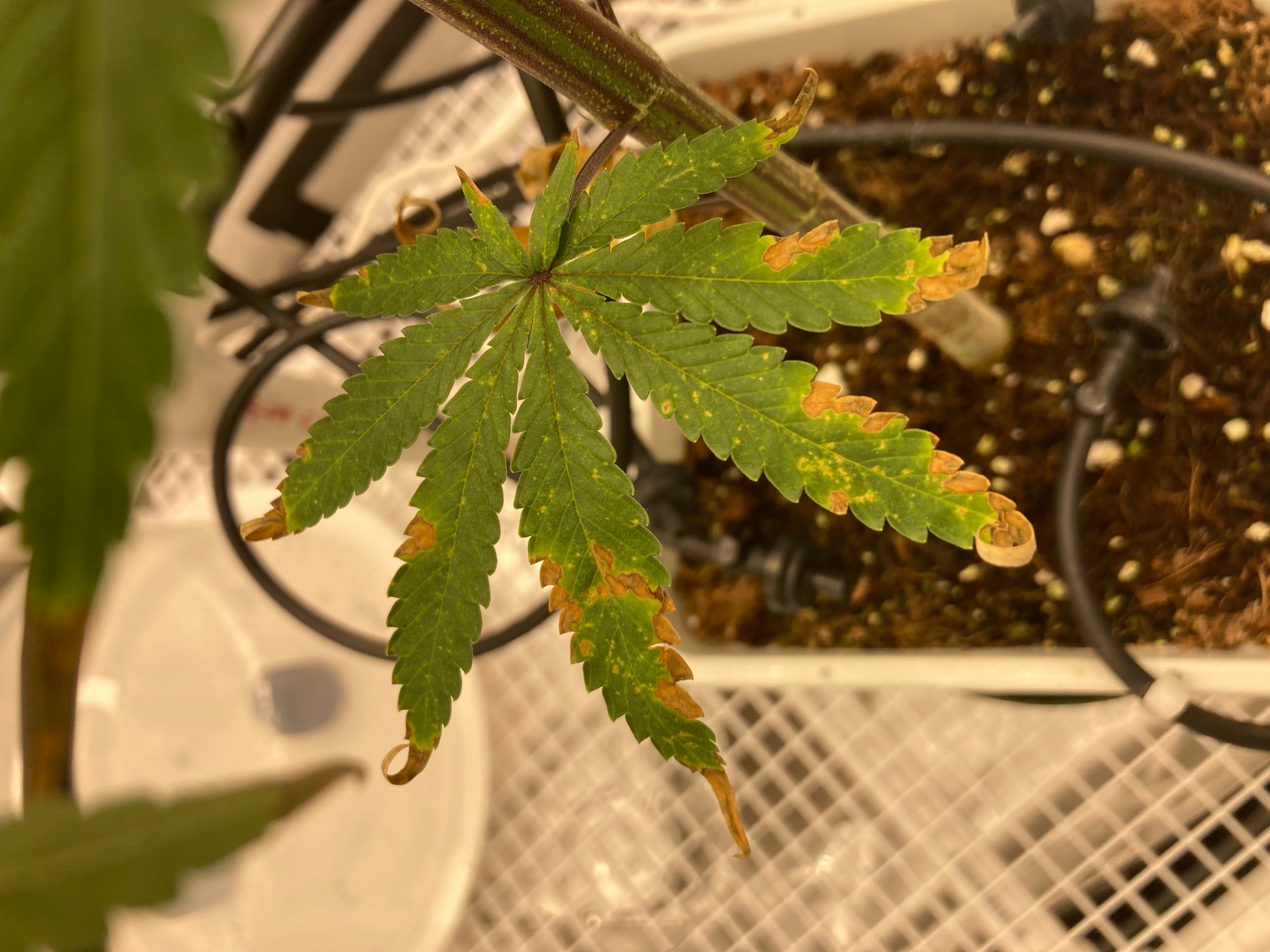 cannabis leaves curling up due to pests