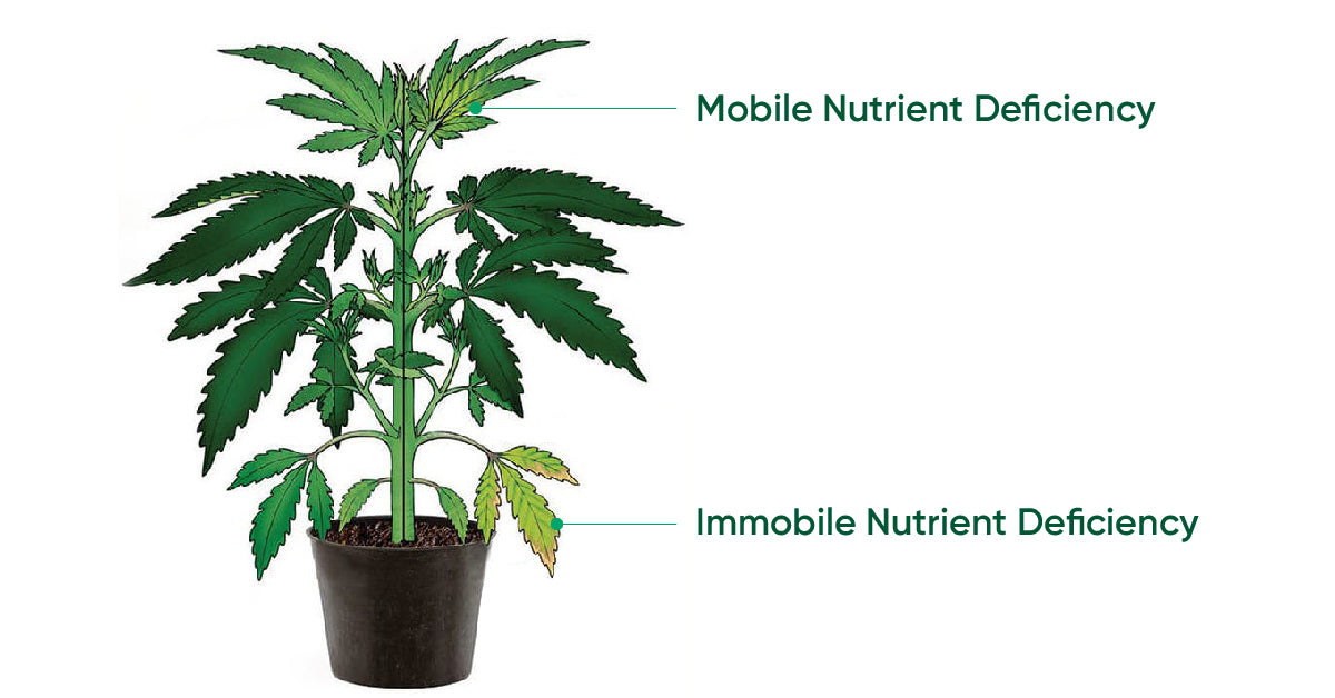 cannabis mobile and immobile nutrient deficiencies