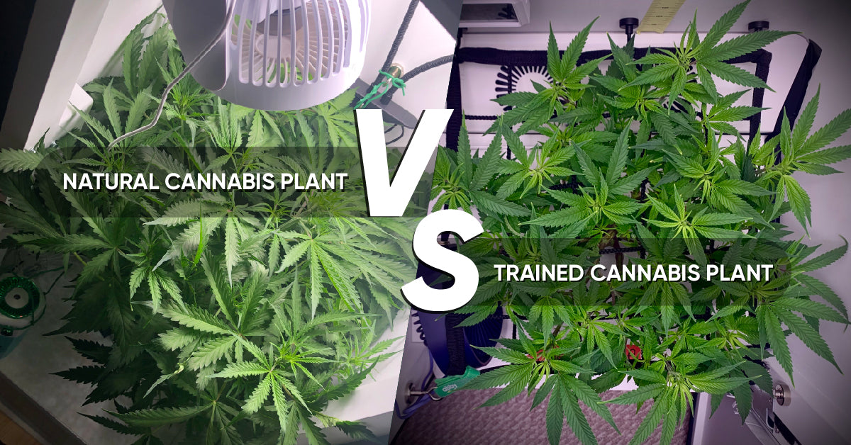cannabis plant before vs after training