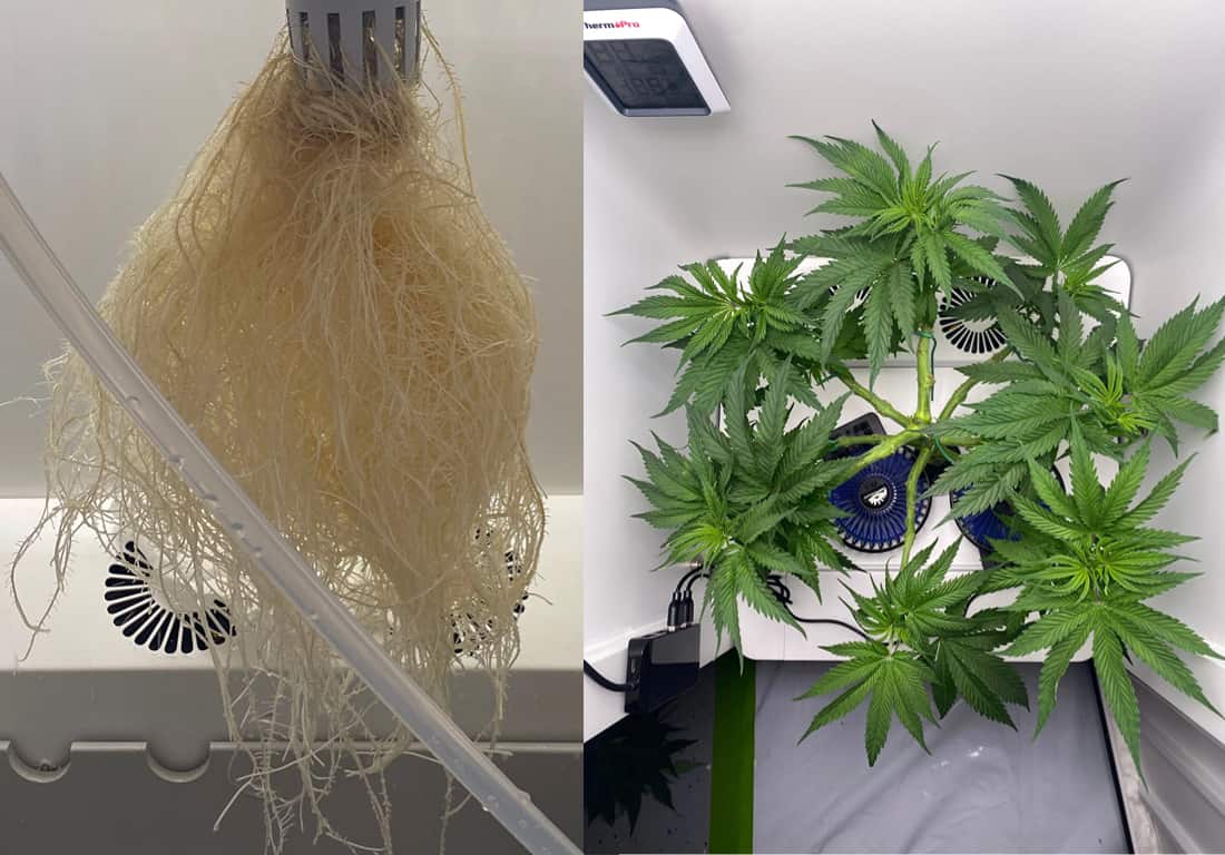 cannabis plants grown by Hey abby grower_DeeTownStars