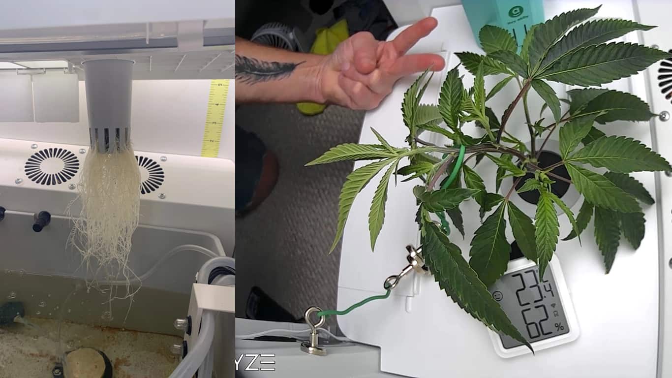cannabis plants grown by Hey abby grower_Leera