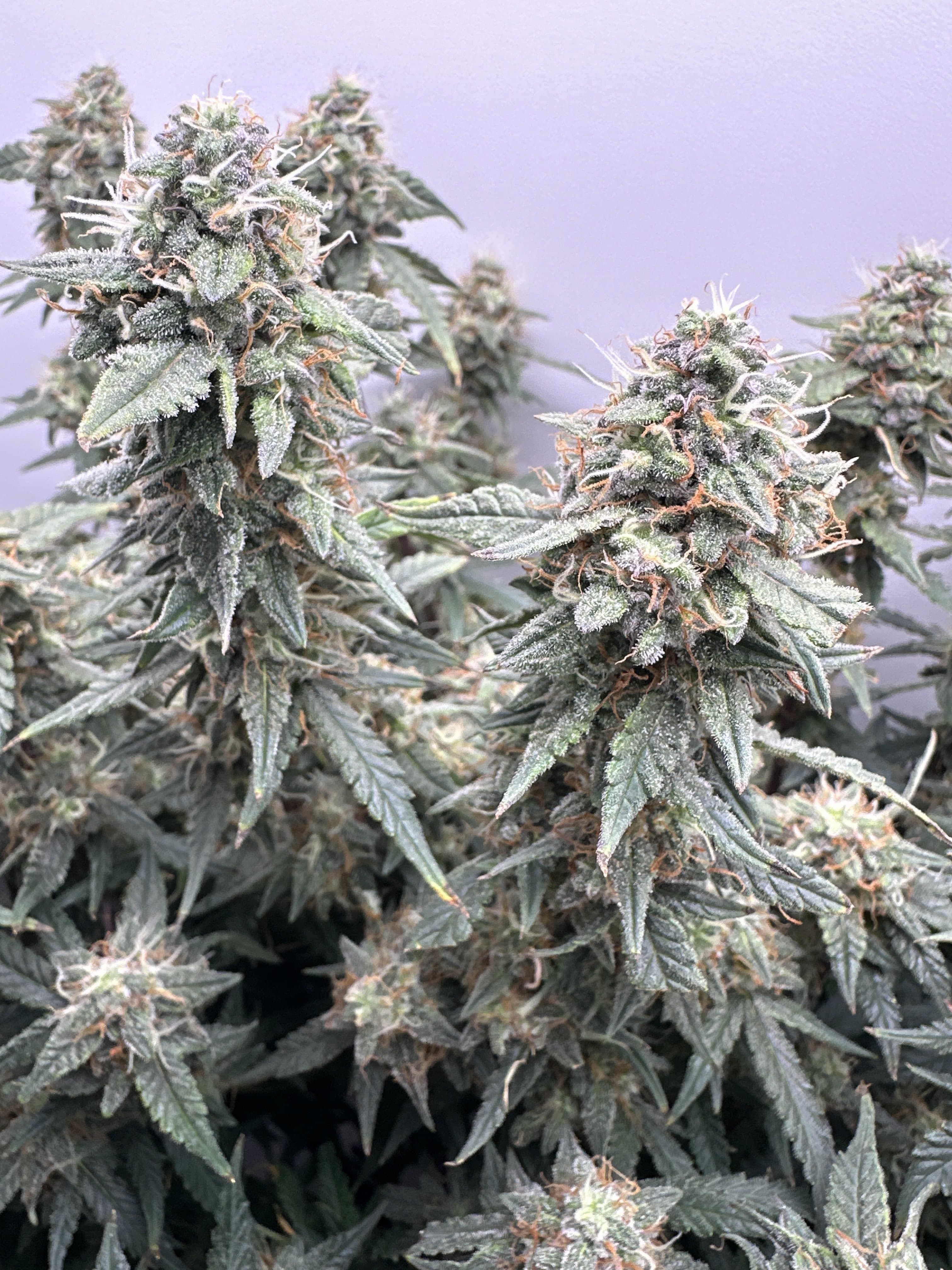 cannabis plants in Hey abby grow box