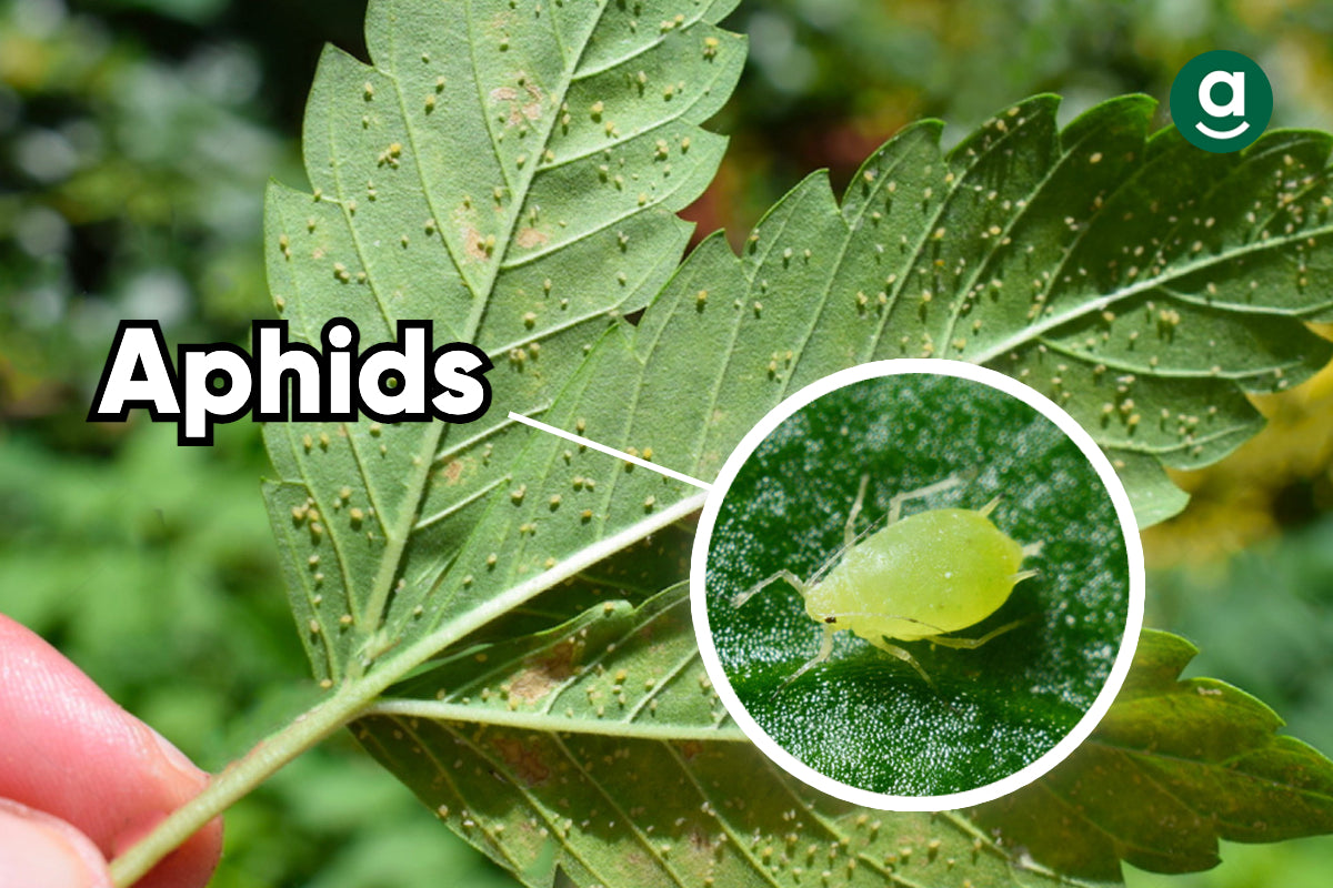 common bugs on weed plants_aphids