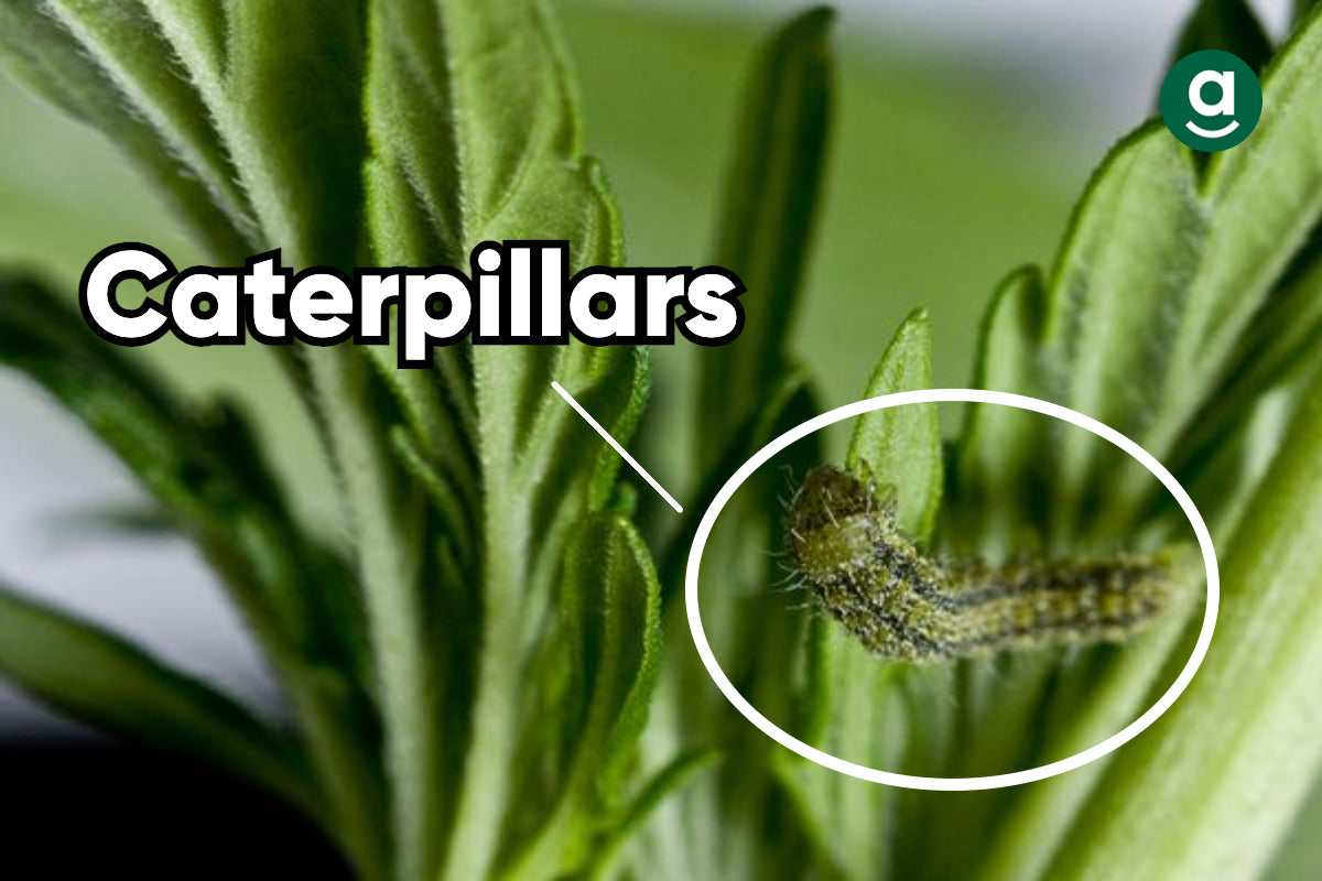 common bugs on weed plants_caterpillars