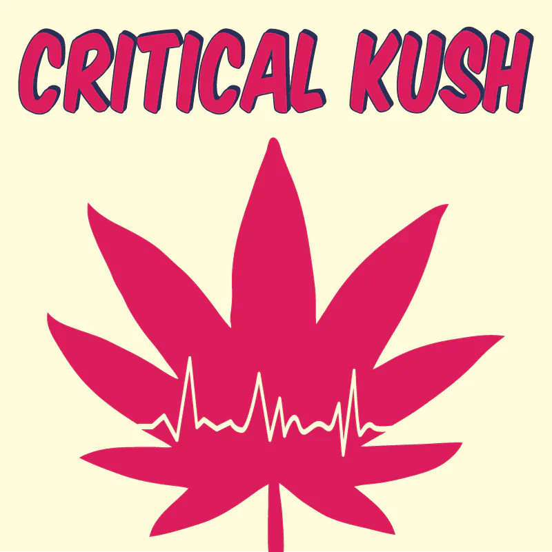 critical kush Feminized Seeds