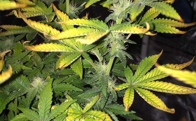 leave yellowing of cannabis plant affected by aphids