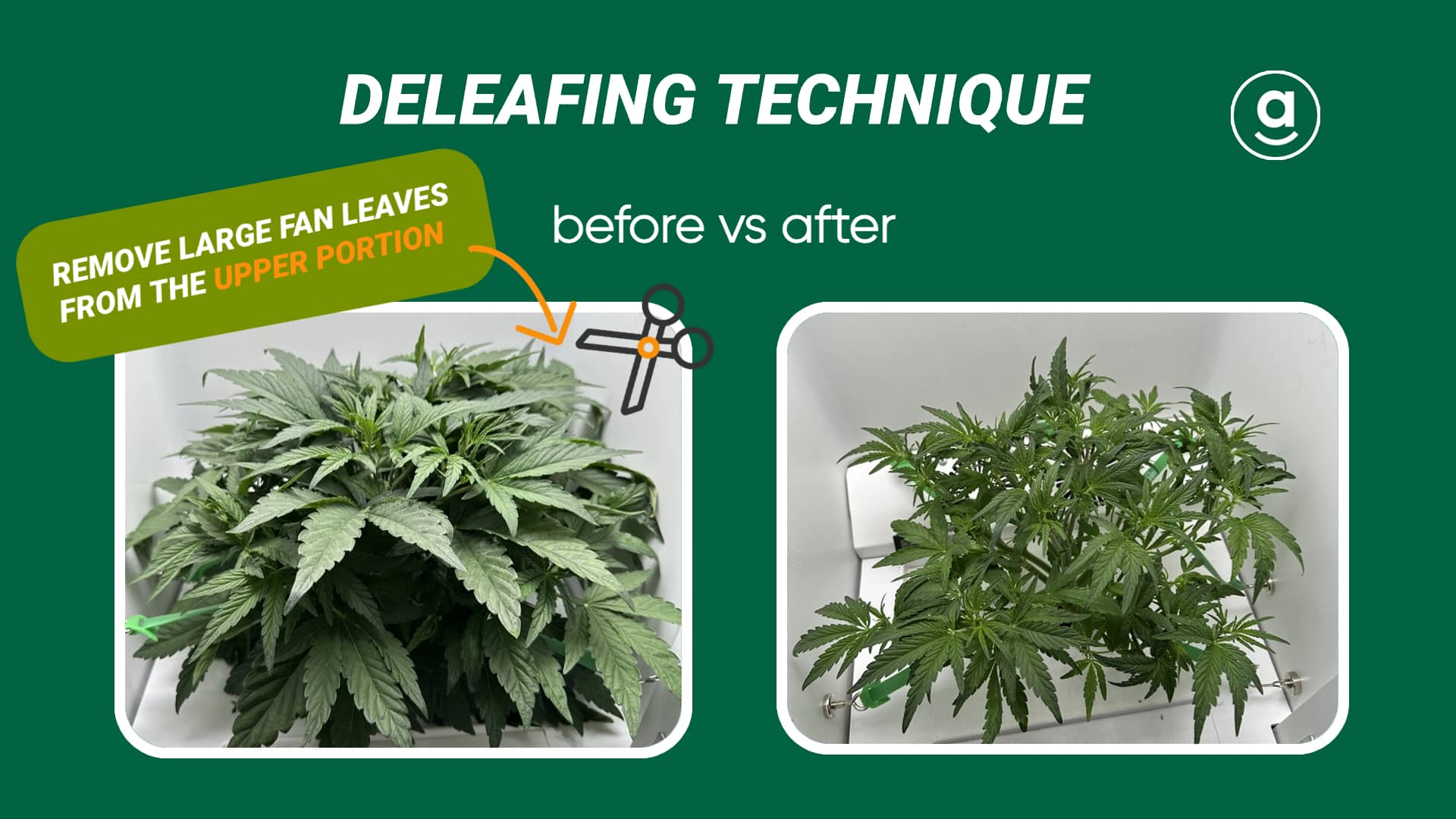 deleafing cannabis plants in Hey abby grow box