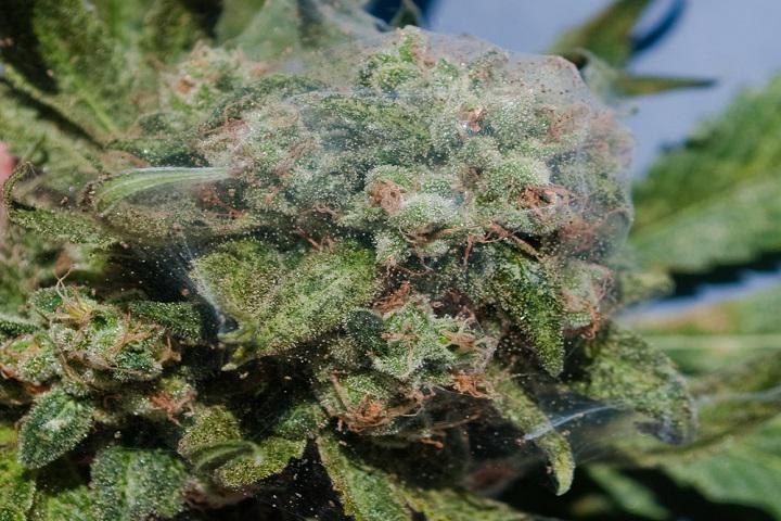 spider mite webbing in a cannabis plant