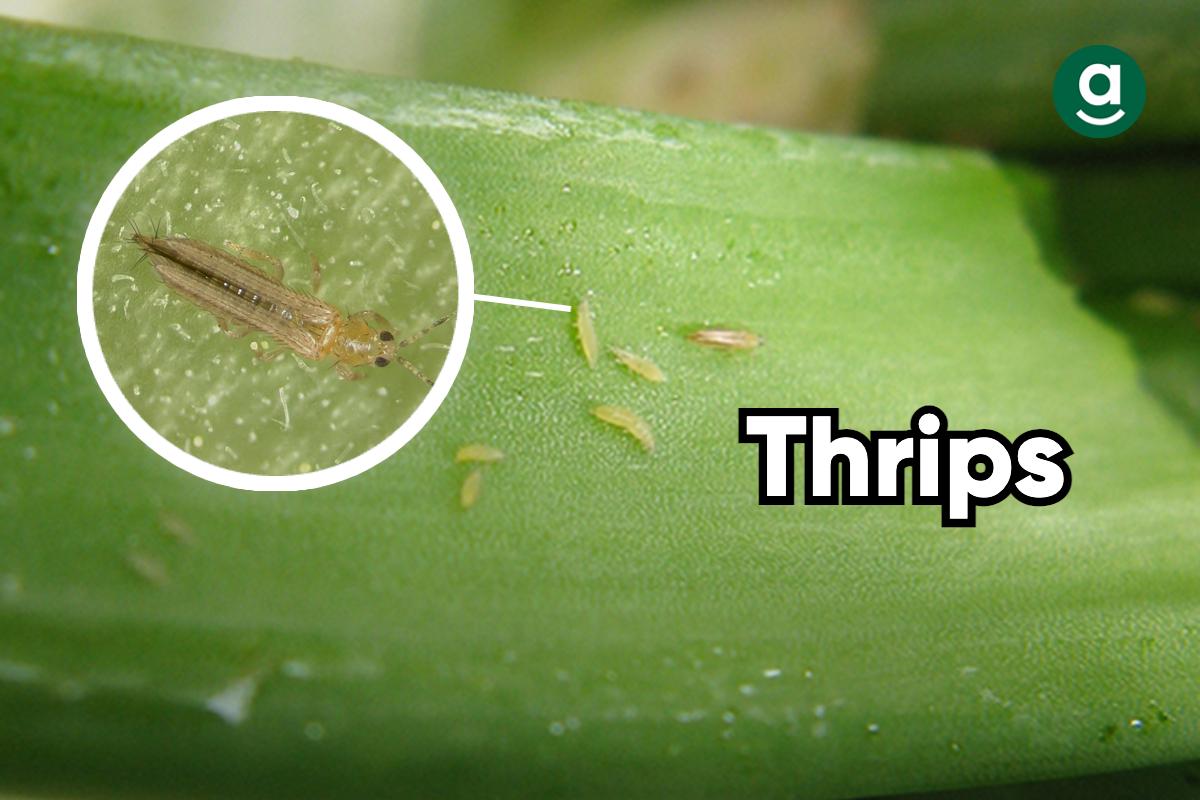 common bugs on weed plants_thrips