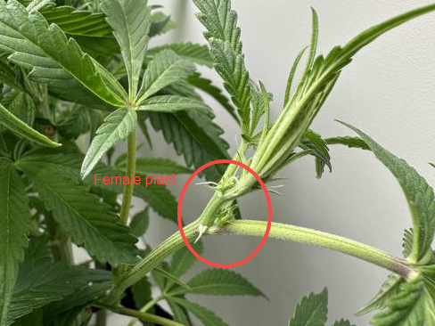 female weed plants