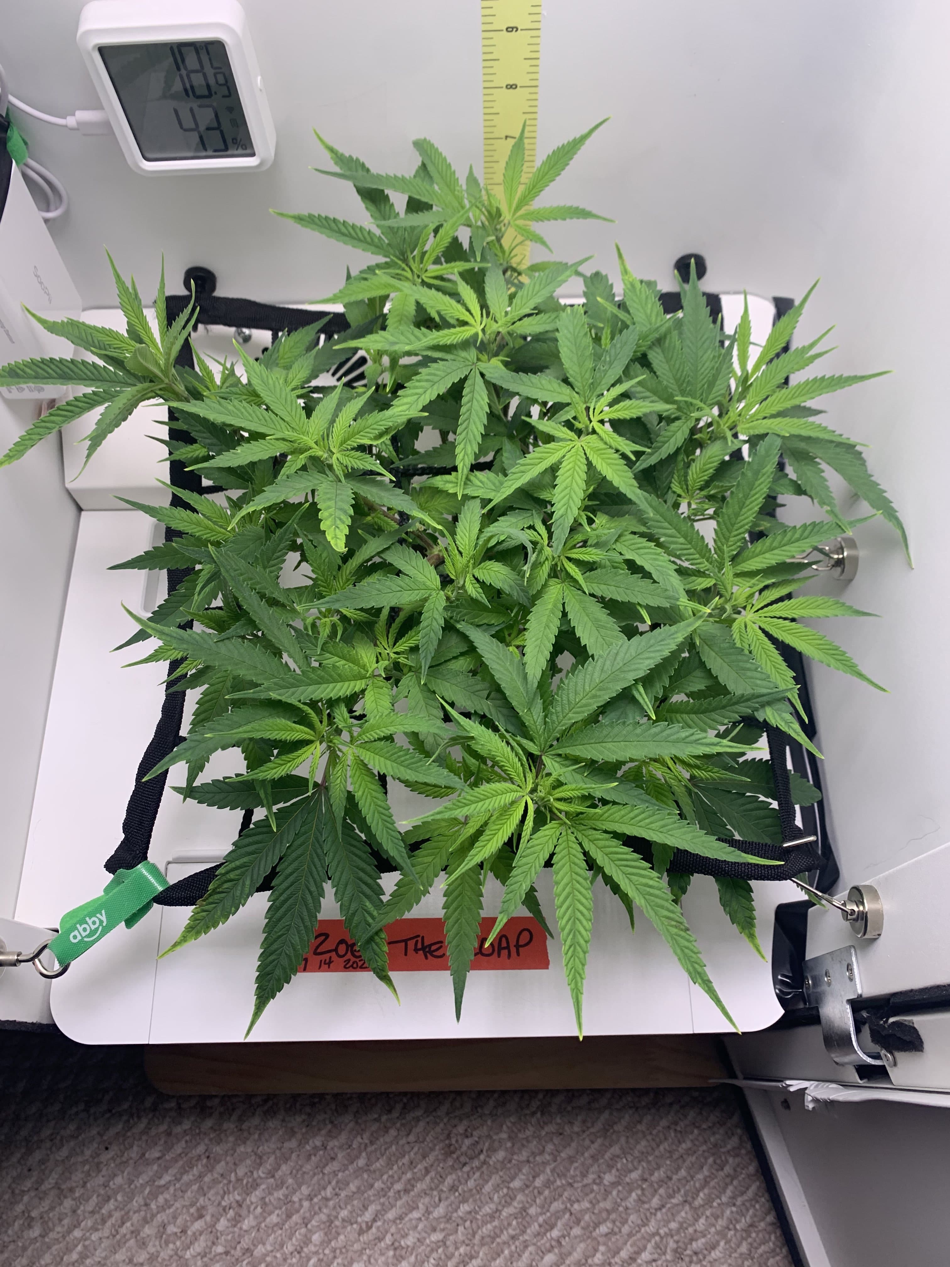 female weed plants grown in Hey abby grow box