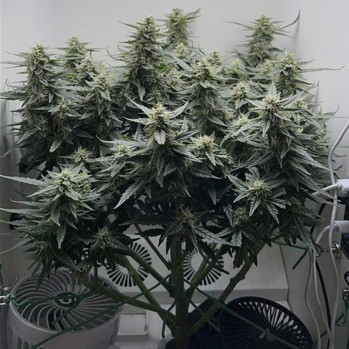 flowers of different cannabis strains in hey abby 1