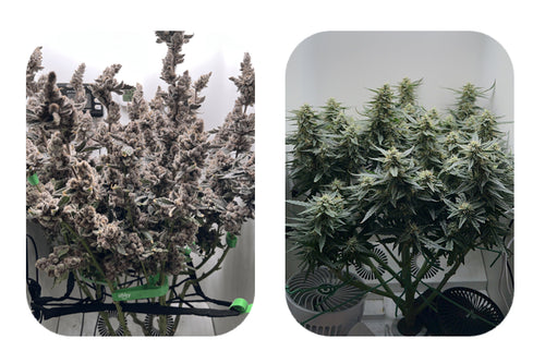flowers of different cannabis strains in hey abby