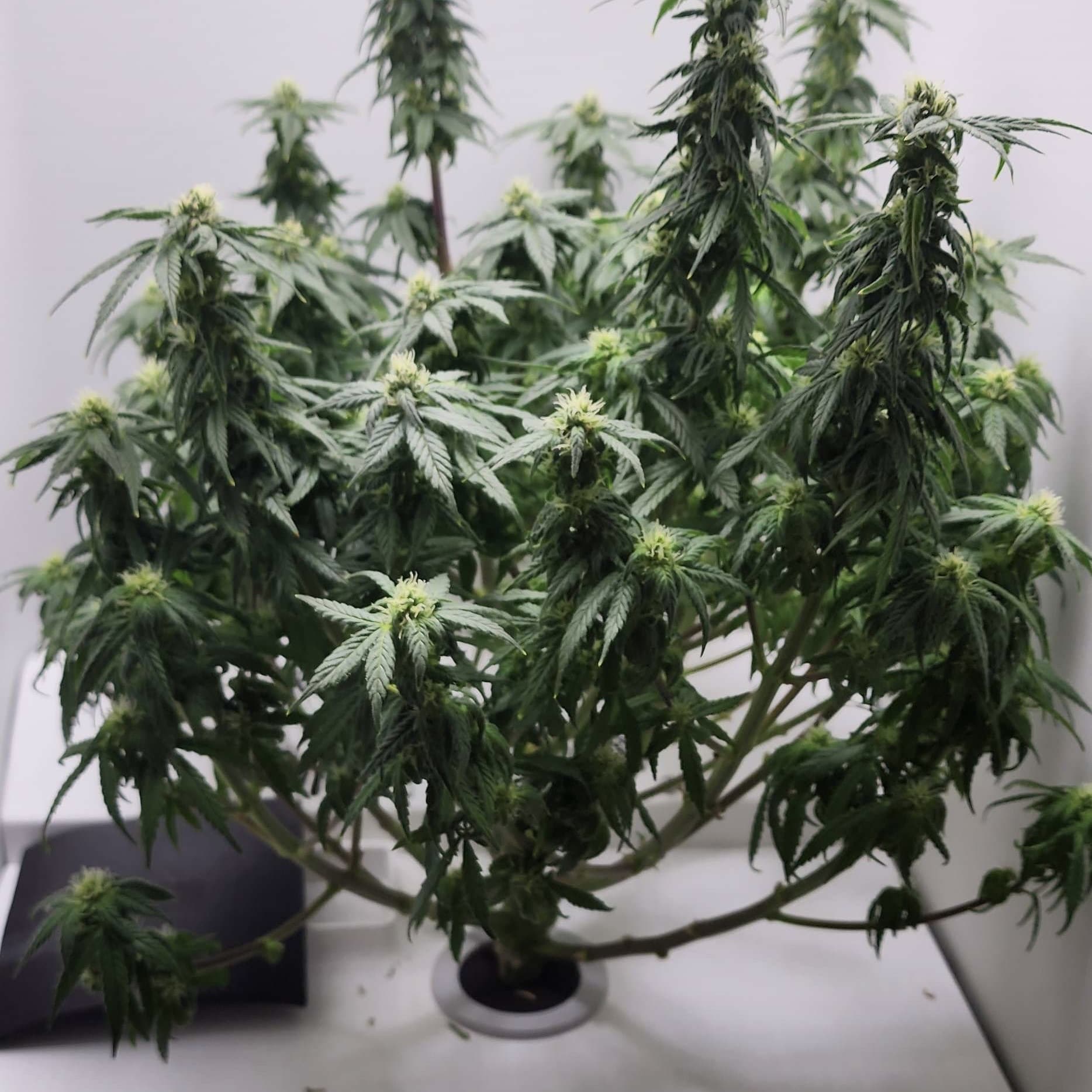growing cannabis indoors with hey abby_grower @Rocks