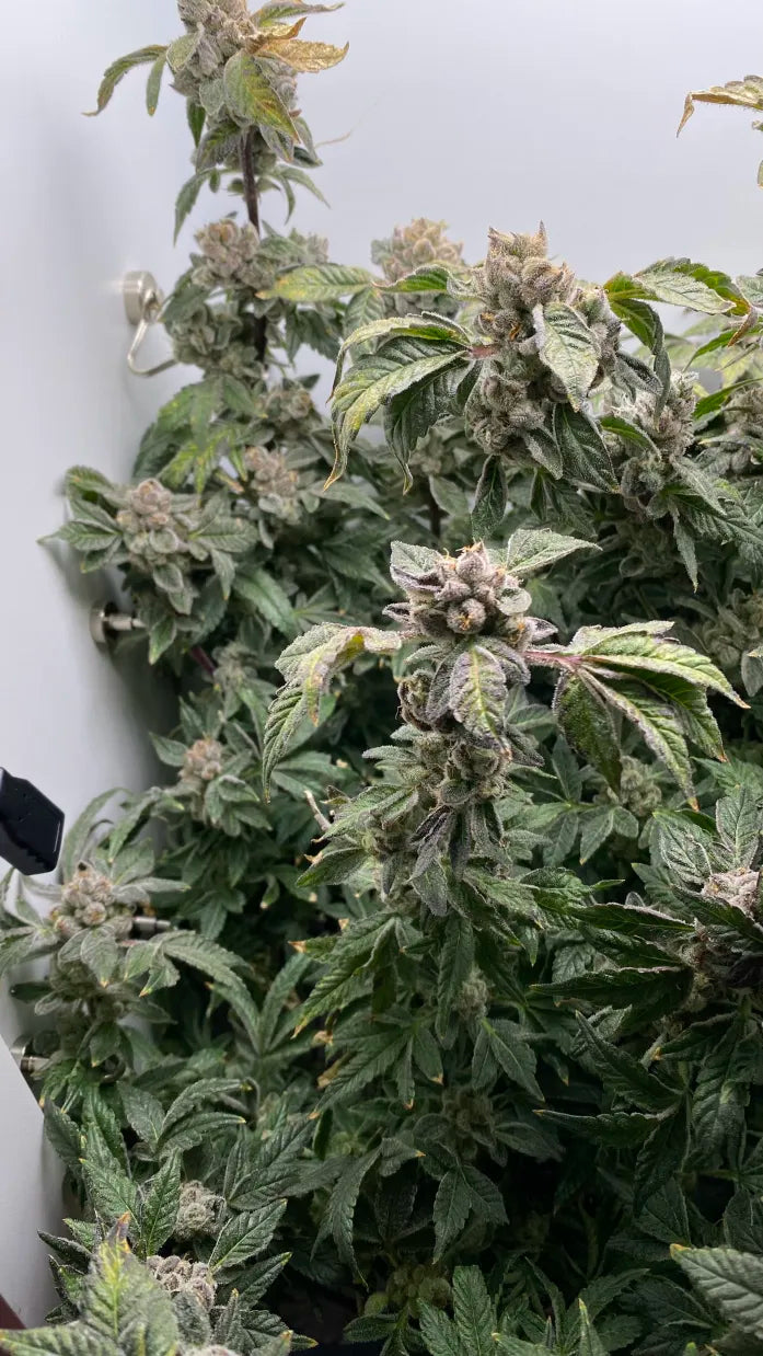 growing kush mints strain harvested in hey abby grow box