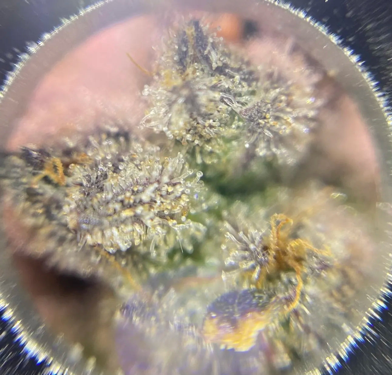 growing kush mints strain with hey abby grow box