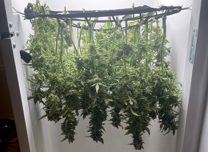 hang drying cannabis in Hey abby grow box