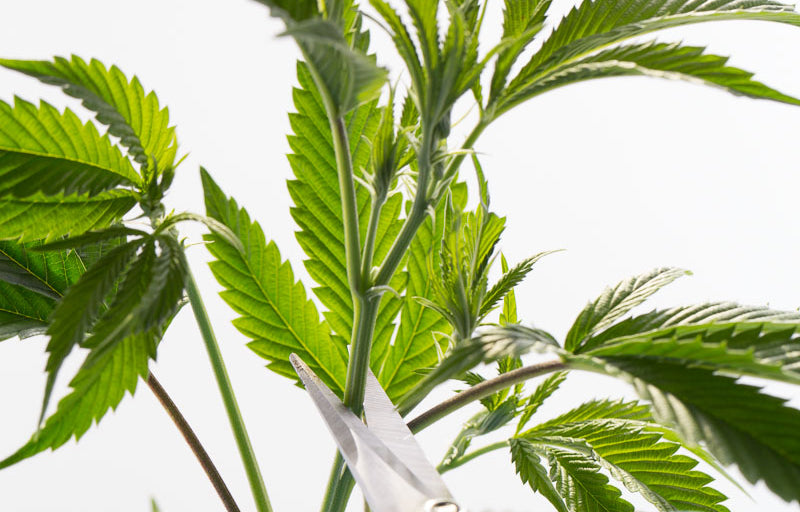 how to defoliate cannabis