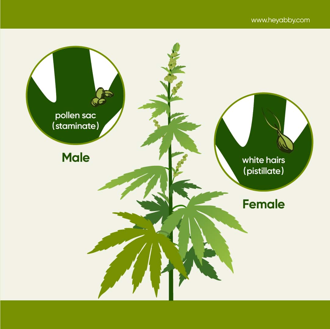 how to identify female vs male plants