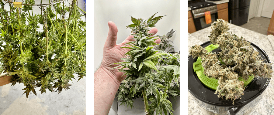how to trim cannabis buds