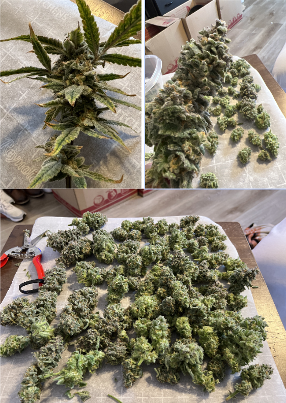 how to wet trim cannabis_Hey abby grower