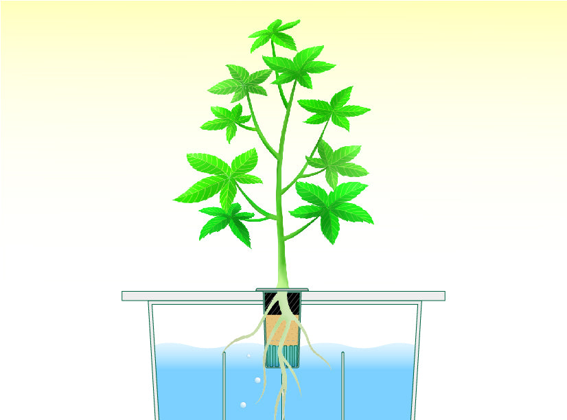 what is a hydroponic system