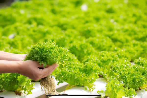 hydroponic indoor garden