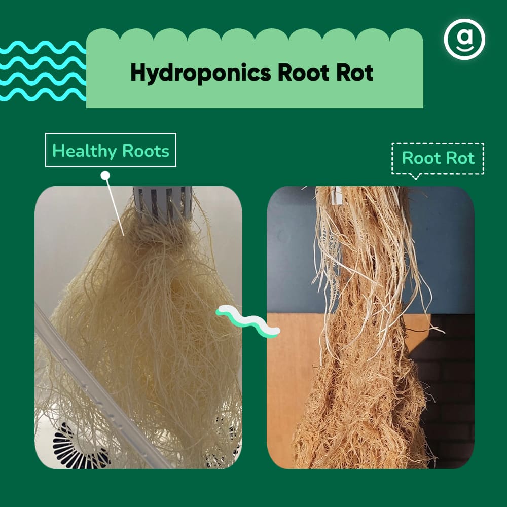 hydroponics root rot