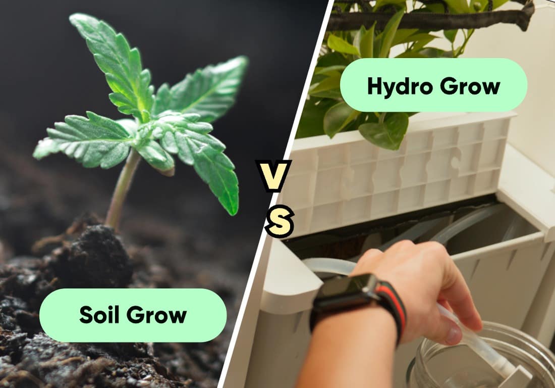 hydroponics vs soil weed