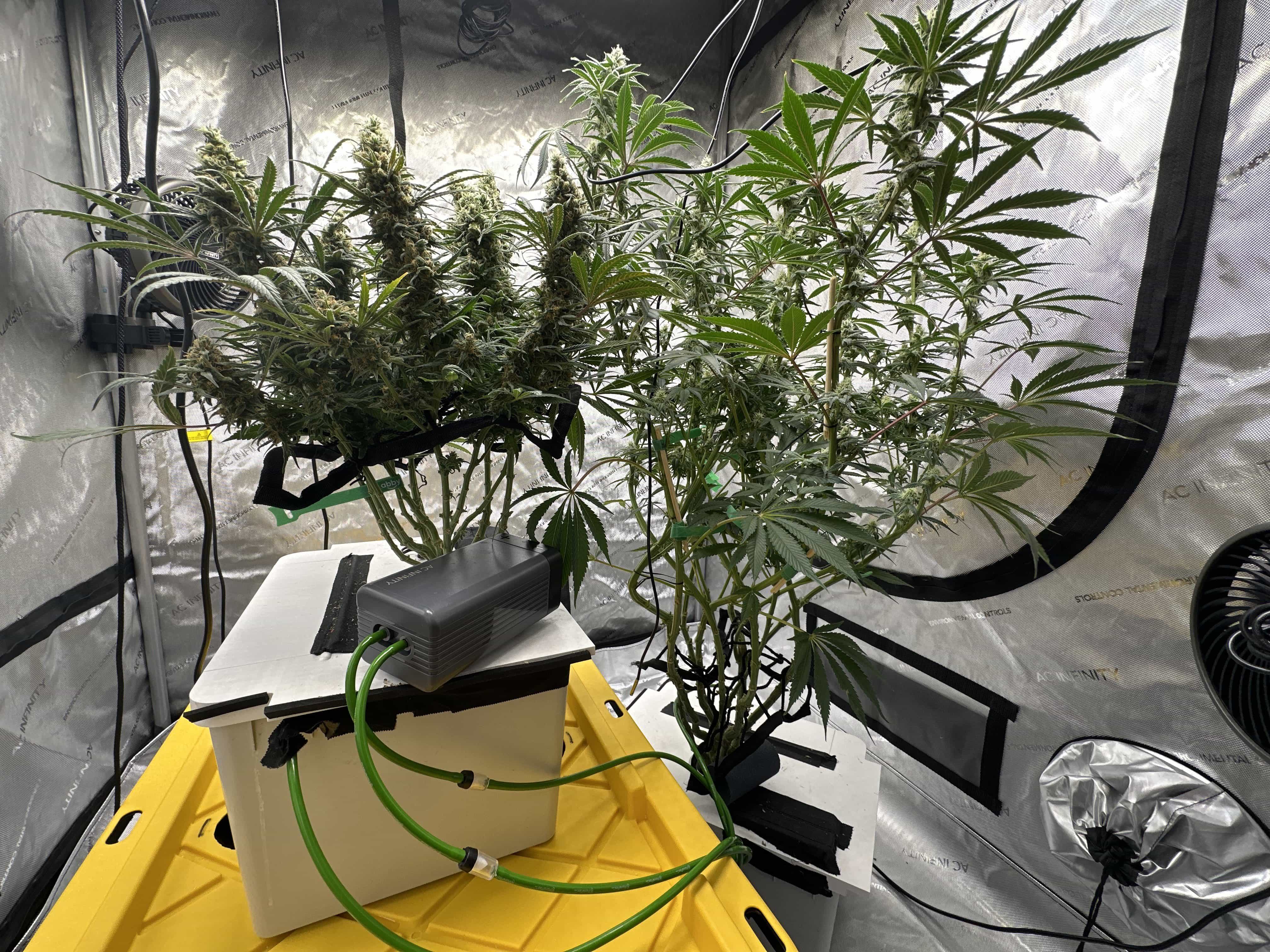 indoor grown cannabis by Hey abby grower CraigAlot
