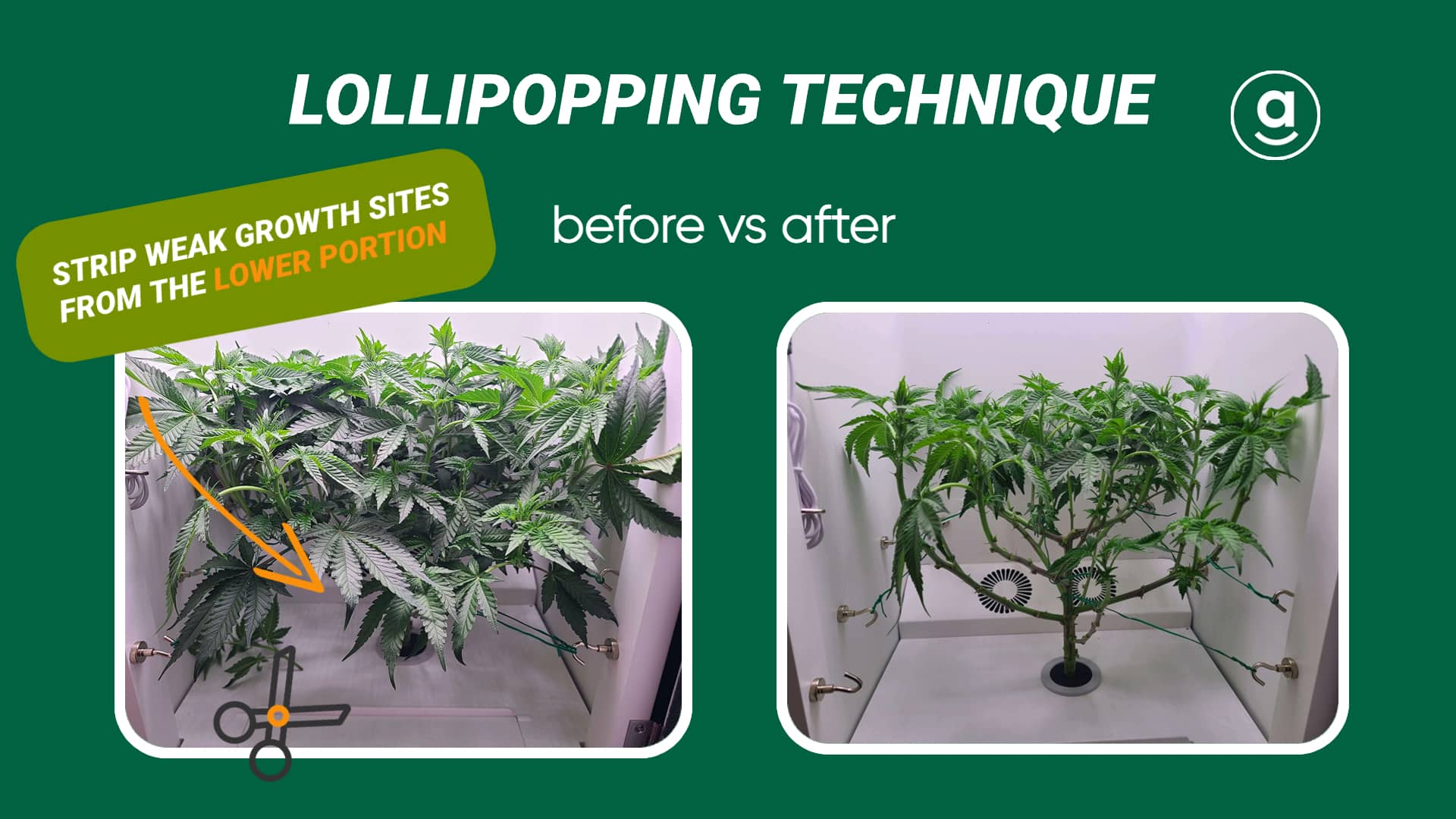 lollipopping cannabis plants in Hey abby grow box