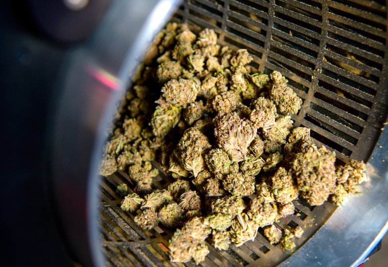 machine-trimmed cannabis buds