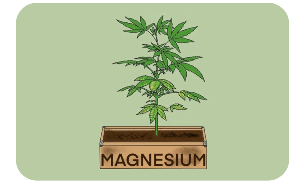 magnesium deficiencies on cannabis plants