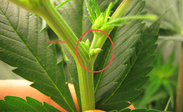 male weed plants