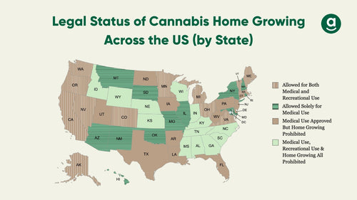 is it legal to grow marijuanas?