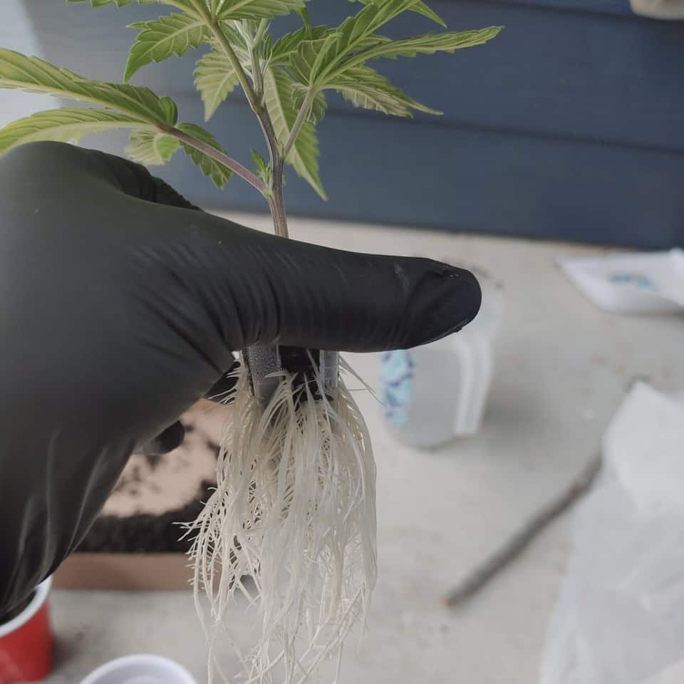 marijuana clone rooting