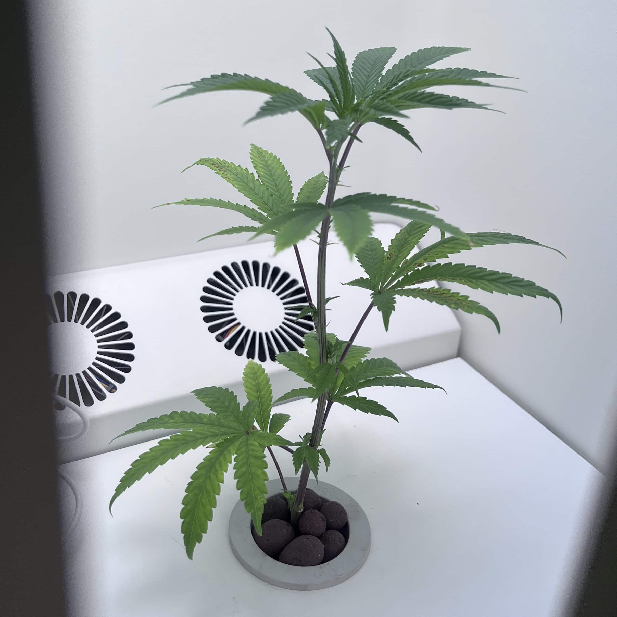 marijuana clones